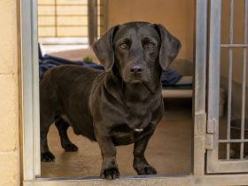 Long-bodied black dog with a Labrador-style head looking out from a shelter kennel
