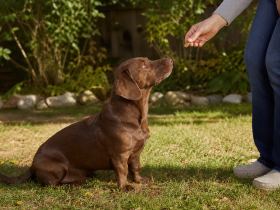 A brown Dachshund Lab mix sitting on grass and watching a person who holds a treat